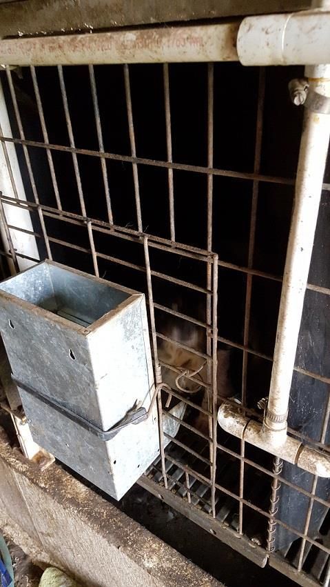 puppy_mill14.jpg